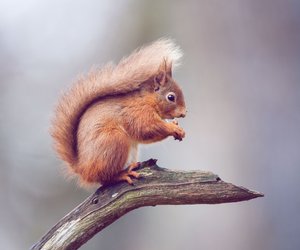 Eichhörnchen als Haustier – ist das erlaubt?