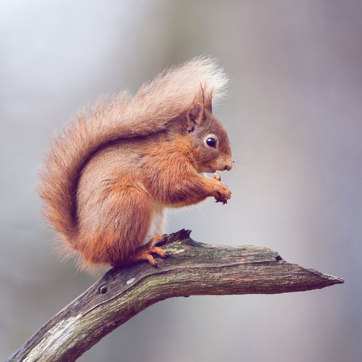 Eichhörnchen als Haustier – ist das erlaubt?