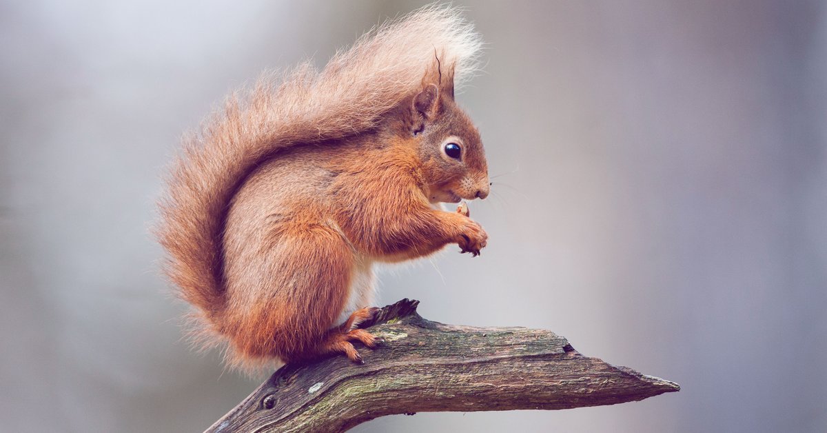 Darf Man Ein Eichhörnchen Als Haustier Halten Eichhörnchen als Haustier – ist das erlaubt?