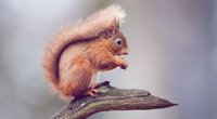 Eichhörnchen als Haustier – ist das erlaubt?