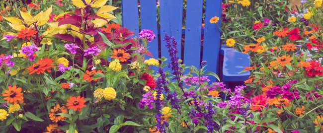 Diese 7 Sommerblumen sollten spätestens im März gesät werden
