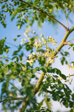 Moringa-Pflanze Moringa-Pflanze