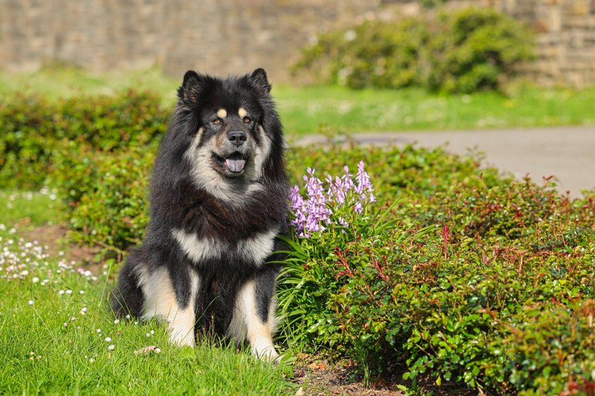 Ein Eurasier sitzt neben einem Blumenbeet.