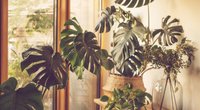 Monstera Pflege: Tipps für den Zimmerpflanzen-Klassiker