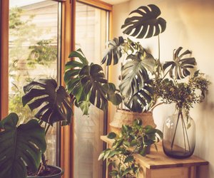 Monstera Pflege: Tipps für den Zimmerpflanzen-Klassiker