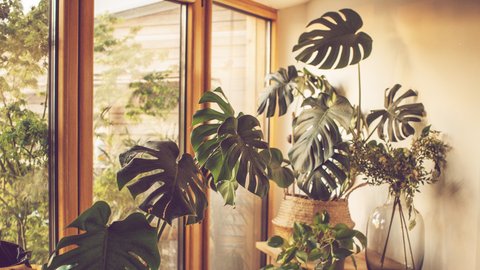 philodendron thaumatophyllum Thaumatophyllum bipinnatifidum – Foliage Factory
