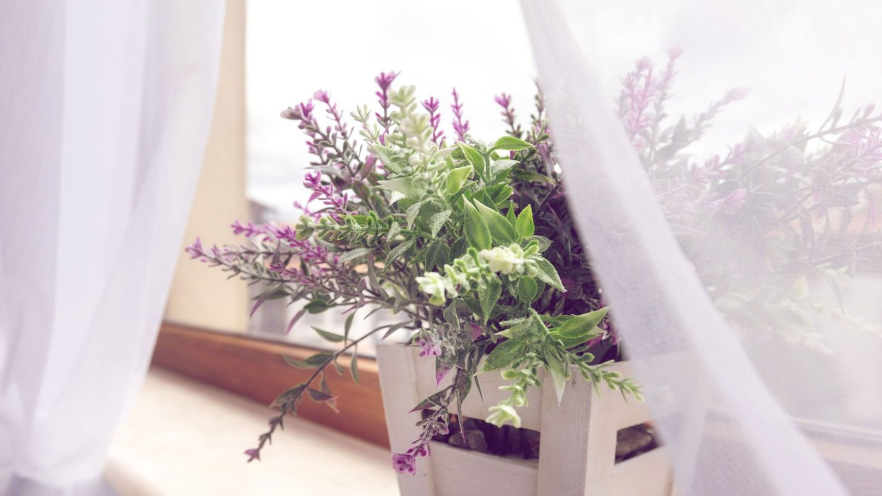 Pflanzen Spinnen Lavendel