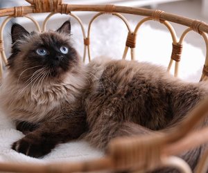 Sie lieben die Wohnung: Diese Katzenrassen sind wahre Stubentiger
