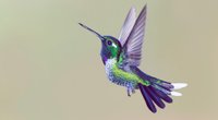 Kolibri-Tattoo: Bedeutung und Bilder zum Motiv