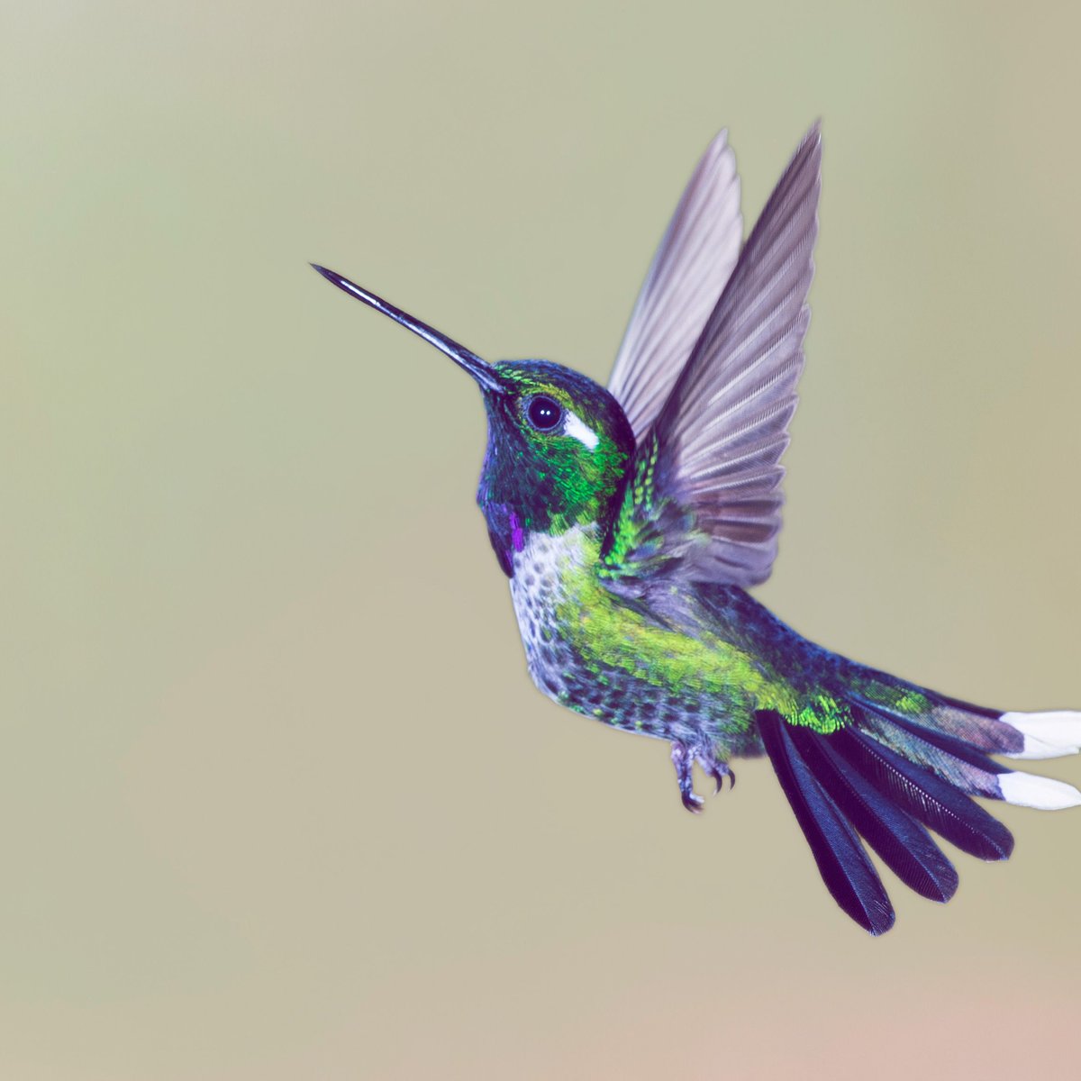 Kolibri-Tattoo: Die Bedeutung und Bilder zum Motiv