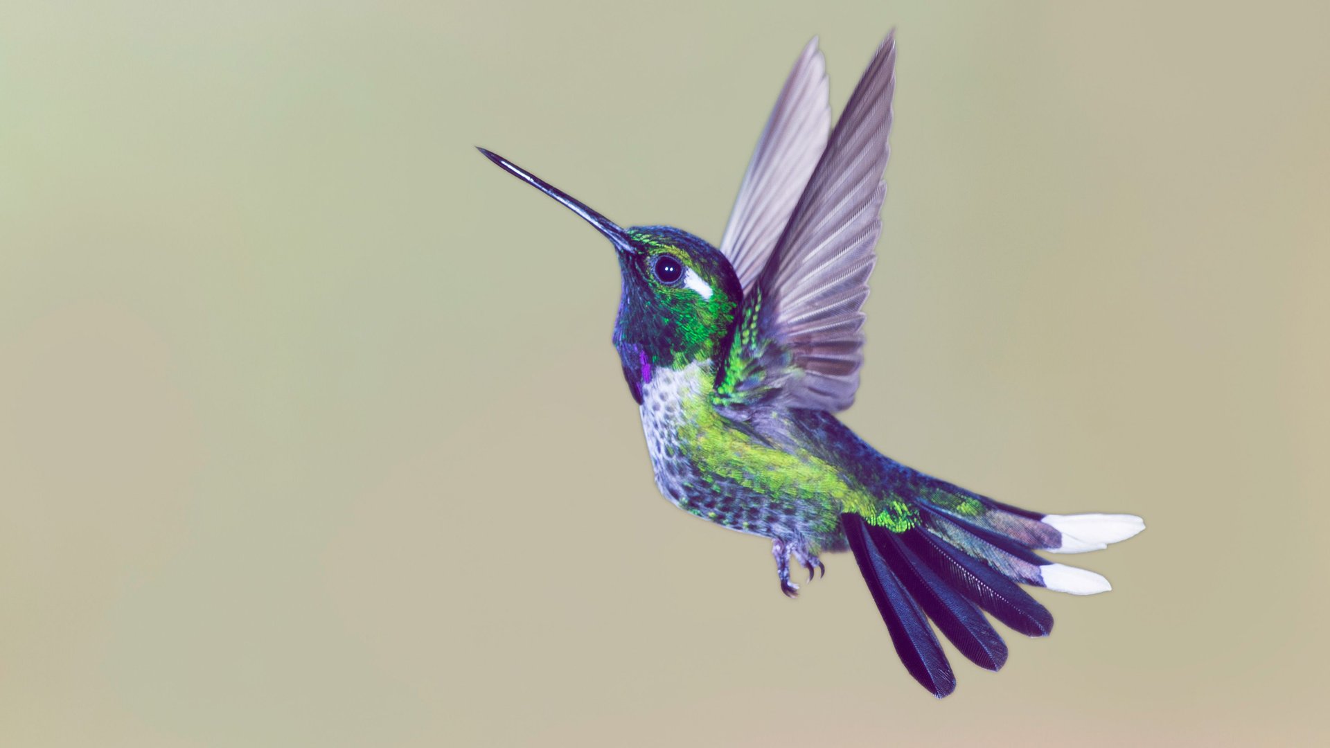 Kolibri-Tattoo-Bedeutung-und-Bilder-zum-Motiv