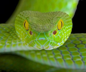 Snake-Eyes-Piercing: Top 8 Fakten zum Schmuck