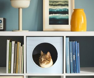 Neue Haustier-Kollektion: Die coolsten Ikea-Teile für Hund und Katze