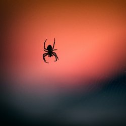 Spinnen vertreiben: Welche Mittel & Pflanzen wirklich helfen