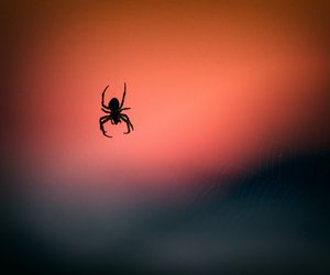 Spinnen vertreiben: Welche Mittel & Pflanzen wirklich gegen die Krabbler helfen