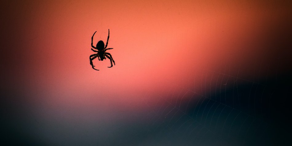 Spinnen vertreiben: Welche Mittel & Pflanzen wirklich gegen die Krabbler helfen
