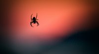 Spinnen vertreiben: Welche Mittel & Pflanzen wirklich helfen