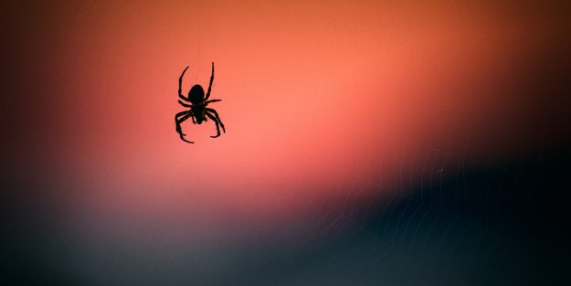 Spinnen vertreiben: Welche Mittel & Pflanzen wirklich helfen