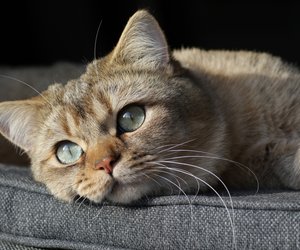 Für Schmusetiger von Tchibo: Süßer Katzenturm, der sich auch als Nachttisch eignet