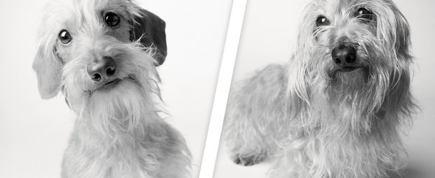 So süß: Fotografin dokumentiert wie Hunde altern