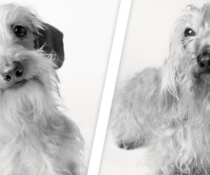 So süß: Fotografin dokumentiert wie Hunde altern