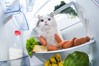 Essen gegen Kater Essen gegen Kater