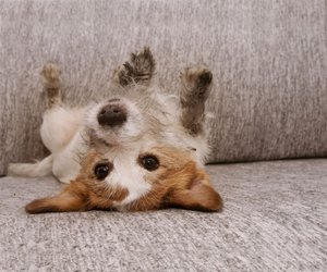 Sofa reinigen? Dieses Hausmittel aus deinem Badezimmer wirkt Wunder!