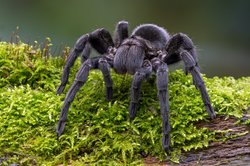 Brazilian Black Velvet Tarantula Brazilian Black Velvet Tarantula