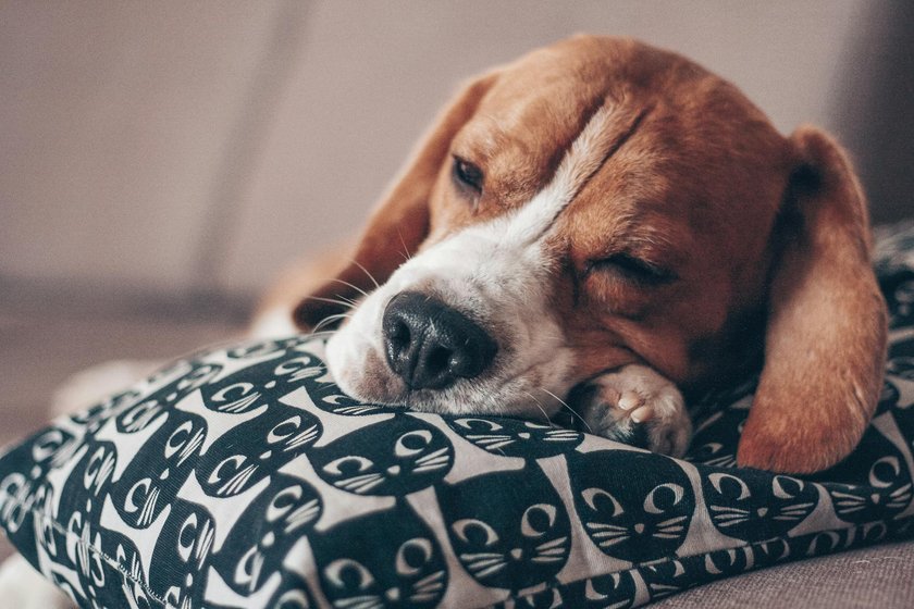 Manche Hunde lassen beim Dösen ihre Augen einen Spalt offen.