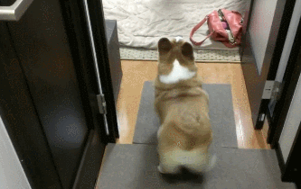 Corgie Butt Corgie Butt