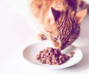 Katzenfutter bei Stiftung Warentest: Diese Sorten überzeugen im Test