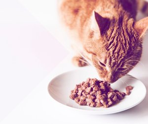 Katzenfutter bei Stiftung Warentest: Diese Sorten überzeugen im Test