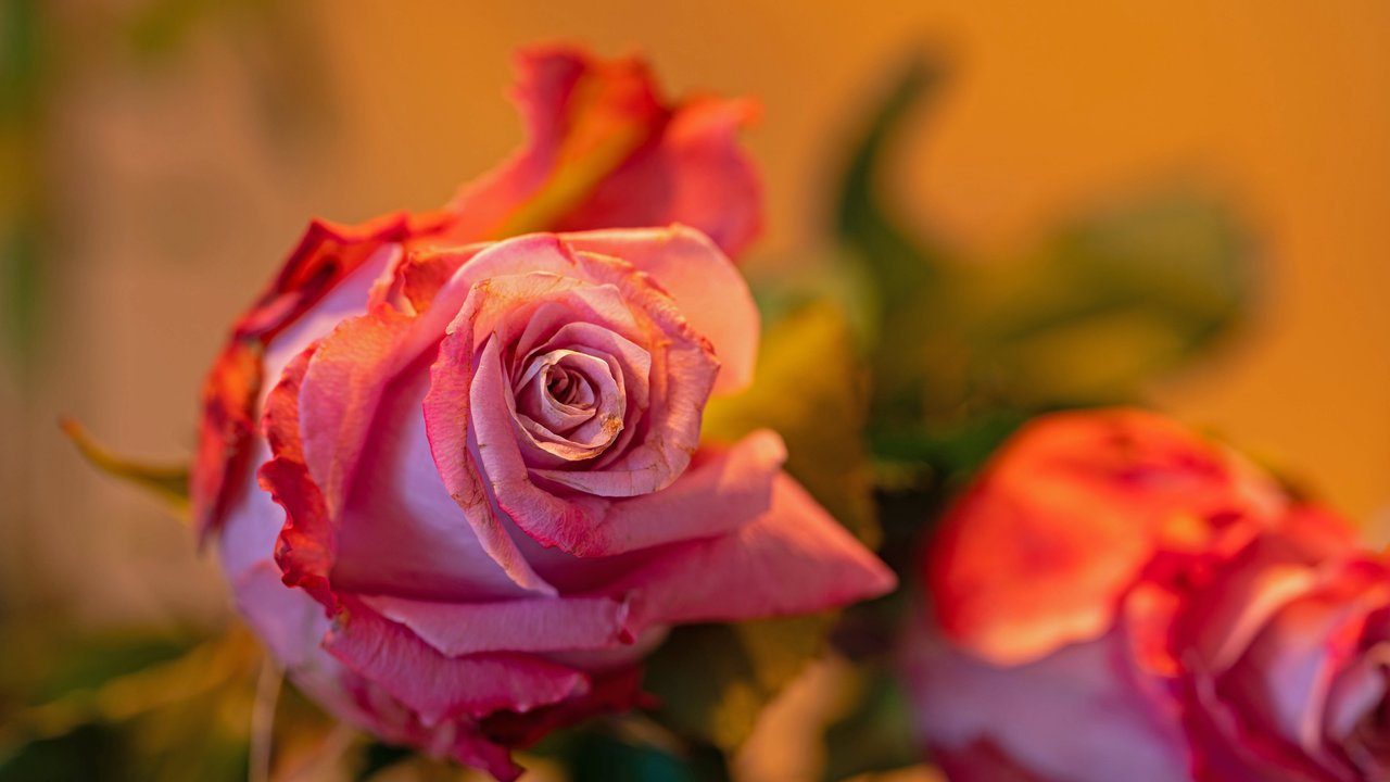 Dieses Lego-Blumenbouquet eignet sich auch für den Muttertag.