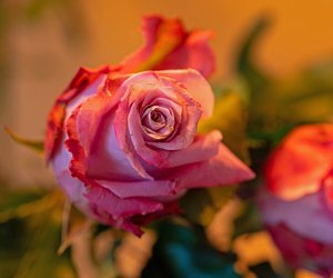 Über den rosafarbenen Blumenstrauß von Lego freut sich deine Mama am Muttertag garantiert