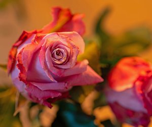 Über den rosafarbenen Blumenstrauß von Lego freut sich deine Mama am Muttertag garantiert