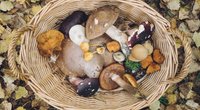 Wann Pilze sammeln: Mit diesen Tipps wird die Suche ein Erfolg