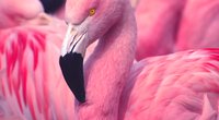 Flamingo-Tattoo: Trend-Motiv mit Südseefeeling