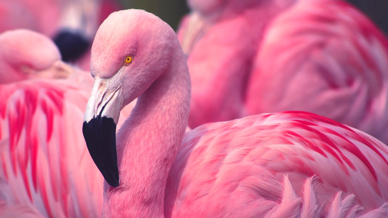 Flamingo-Tattoo