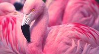 Flamingo-Tattoo: Trend-Motiv mit Südseefeeling