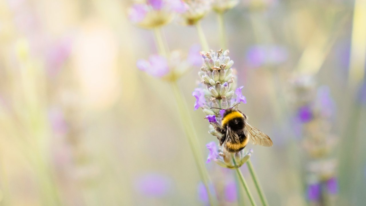 Bei Träumen von Insekten spielen die Art und die Anzahl eine Rolle.