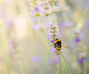 Traumdeutung Insekten: Das sind die wichtigsten Interpretationen