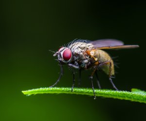 Coole Vorlagen und Motive für dein Fliegen-Tattoo