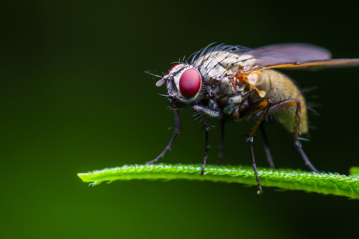 Coole Vorlagen Und Motive Fur Dein Fliegen Tattoo Desired De