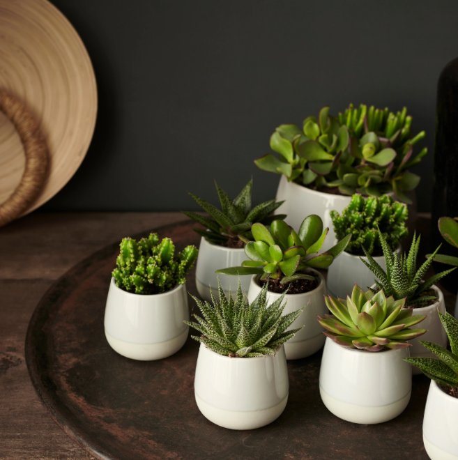 Home-Office mit IKEA: SUCCULENT Pflanze mit Übertopf