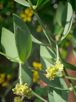 Jojoba Jojoba