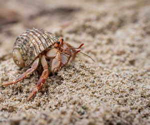 Traumdeutung Krebs: Welche Botschaft steckt dahinter?