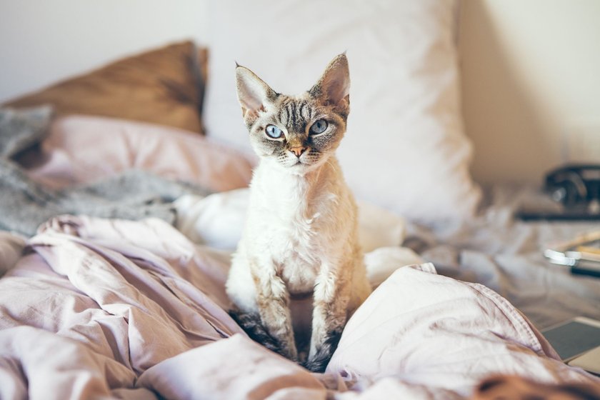 Devon Rex