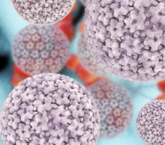 HPV gehört zu den DNA-Viren