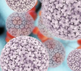 HPV gehört zu den DNA-Viren HPV gehört zu den DNA-Viren