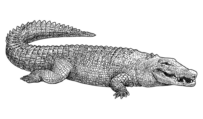 Zeichnung von einem Krokodil